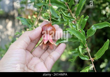 Ecologia e Ambiente nozione, primo piano della mano che tiene accuratamente il melograno, Cinese Apple o Punica Granatum frutto su albero. La cura della Gar Foto Stock