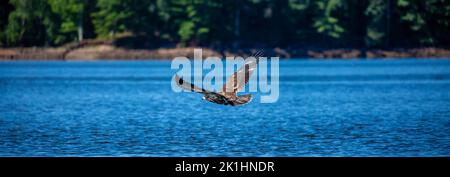 Aquila giovane calva (Haliaeetus leucocephalus) che vola appena sopra la fioritura dell'arcobaleno nel Wisconsin settentrionale, panorama Foto Stock