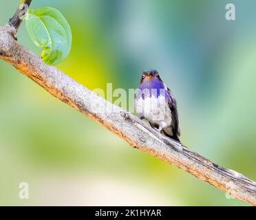 Colibrì vulcano arroccato su un ramo di albero Foto Stock