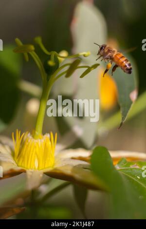 Ape di miele occidentale (Apis mellifera) che sorpassa un frutto nativo della passione (Passiflora herbertiana) verso la fine dell'inverno e l'inizio della primavera. Foto Stock