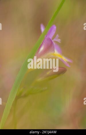 Una Fesia (Fesia X ibrida) una pianta ornamentale del Sud Africa orientale. Ora cresce in modo prolifico in un bosco aperto in Australia. Foto Stock