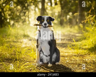 Collie di bordo (Canis familiaris) cane ben educato seduto tranquillamente con un bastone in bocca, retroilluminato dalla luce del sole precoce. Foto Stock