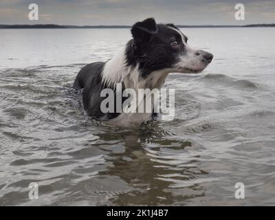 Collie di confine (Canis familiaris) in piedi nelle acque profonde delle spalle. Foto Stock