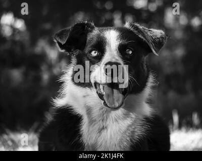 Bordo collie (Canis familiaris) pancia, ritratto. Foto Stock