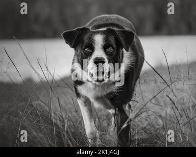 Collie di bordo (Canis familiaris) che si stalking nero e bianco collie. Foto Stock