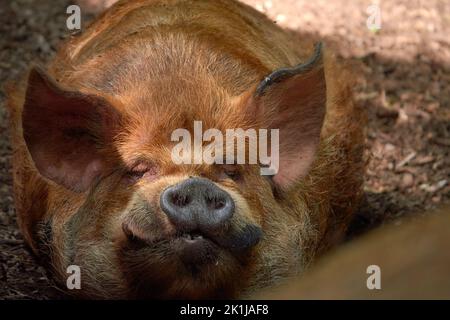 Ritratto di un maiale domestico (Kunekune) Foto Stock