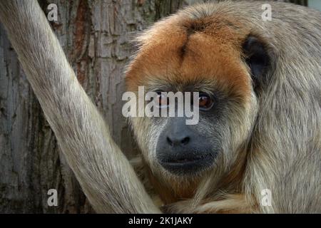 Ritratto di una scimmia urlatrice nera Foto Stock