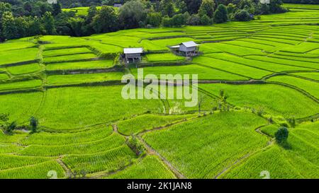 Vista aerea delle verdi risaie a terrazza sulle montagne in primavera. Bella zona verde di giovani risaie o terra agricola nel nord della Thailandia Foto Stock