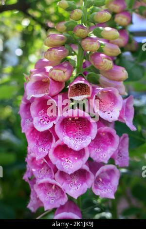 Fiore rosa comune foxglove (Digitalis purpurea) nel giardino Foto Stock