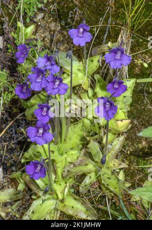 Erba farfalla a fiore grande, Pinguicula grandiflora, in fiore su una rupe umida. Foto Stock