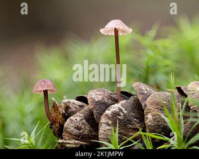 Sangue di origine micena, Micena haematopus, in crescita su cono di pino 0Norfolk, ottobre Foto Stock