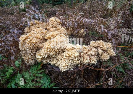 Cavolfiore Fungus; Sparassis crispa; grande crescita su putrefolo di albero marciume Norfolk, ottobre Foto Stock
