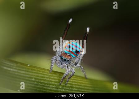 Il ragno maschio di pavone (Maratus speciosus) che balla per impressionare un compagno potenziale. Foto Stock