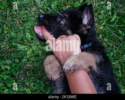 Cucciolo di pastore tedesco steso su erba verde e mordere giocosamente la mano di una persona. Grazioso ritratto di un giovane cane in un ambiente naturale all'aperto, che mostra giocosa Foto Stock