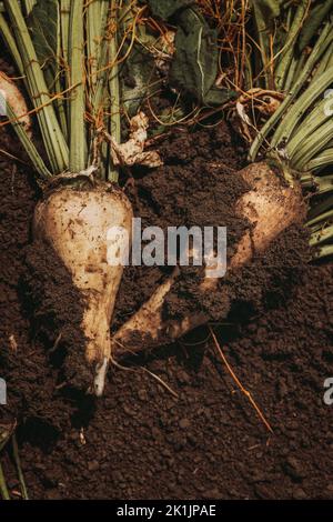 Raccolto di barbabietole da zucchero su terreno di piantagione, prospettiva dall'alto verso il basso Foto Stock