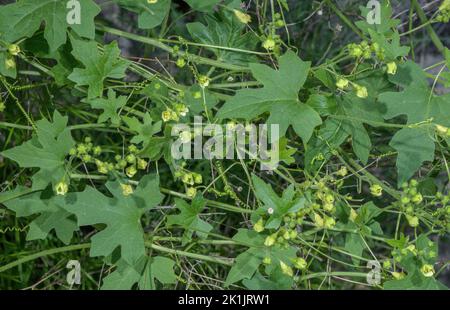 Bryonia bianca, Bryonia dioica, in fiore, con tendoli. Foto Stock