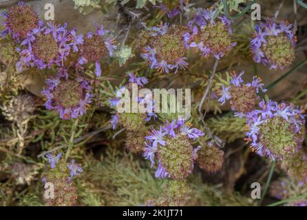 Montpelier Coris, Coris monspeliensis, in fiore in gariga calcarea, Pirenei. Foto Stock