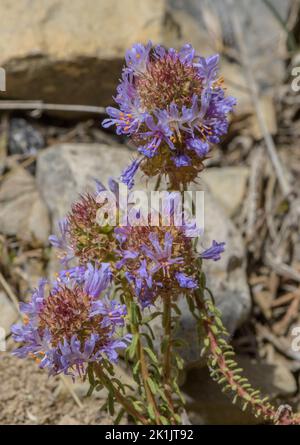 Montpelier Coris, Coris monspeliensis, in fiore in gariga calcarea, Pirenei. Foto Stock