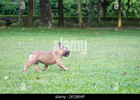 Bulldog francese in esecuzione sul campo. Vista laterale, spazio di copia. Foto Stock
