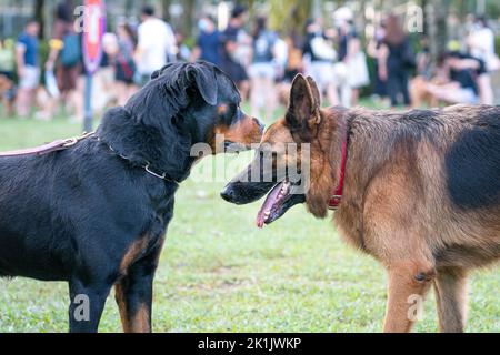 Rottweiler e il cane pastore tedesco si fronteggiano in un parco pubblico. Concetto di socializzazione del cane. Foto Stock