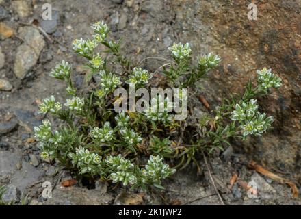 Perennial Knawel, Scleranthus perennis in fiore su rocce acide. Foto Stock