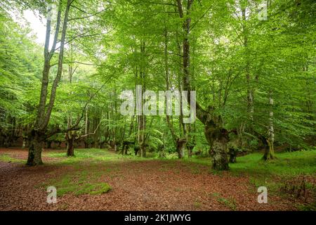 Paesaggio verde faggeta nel Parco Naturale Urkiola, Paesi Baschi, Spagna Foto Stock