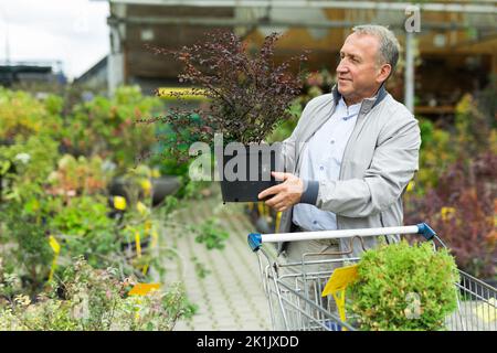 Uomo che sceglie giovani pianta nel mercato Foto Stock