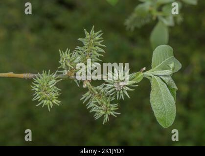 Cetriolini femminili di Willow Dark Leaved, Salix myrsinifolia in primavera. Foto Stock