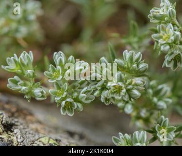 Perennial Knawel, Scleranthus perennis in fiore su rocce acide. Foto Stock