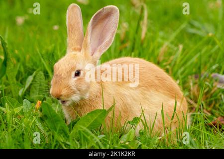 Divertente e curioso coniglio rosso con grandi orecchie che masticano erba verde primo piano nel parco e guardando la macchina fotografica. Coniglietto di Pasqua mangiare su un prato estivo Foto Stock