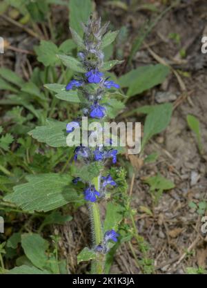 Blue Bugle, Ajuga genevensis, in fiore in prato. Foto Stock