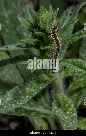 Falena di tigre scarlatta, Callimorfa dominula, bruco su Lungwort. Foto Stock