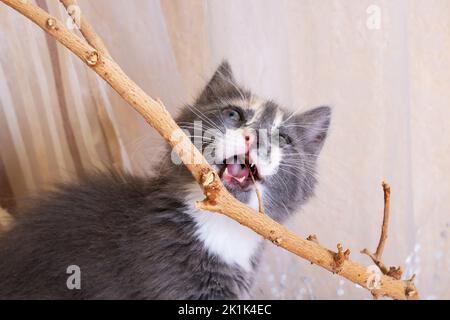 Il gattino grigio mastica un primo piano della pianta della casa Foto Stock