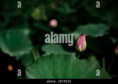 Una vista da primo piano di un fiore di loto rosa circondato da foglie verdi alla luce del sole Foto Stock