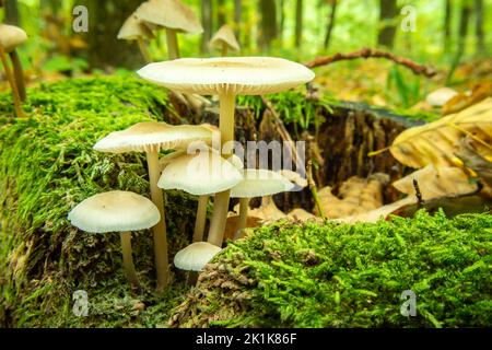 Funghi selvatici tra i muschi verdi nella foresta, vista settembre nel bosco della Polonia orientale Foto Stock