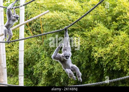 Gibbon argenteo, Hylobates moloch. Il gibbone argenteo si colloca tra le specie più a rischio. Foto Stock