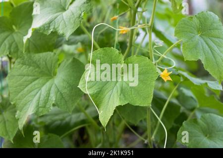 Foglie di cetriolo verde con fiori gialli nella serra in estate, raccolto futuro Foto Stock