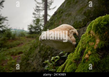 Polipore di betulla (Fomitopsis betulina) su un bollo di albero Foto Stock