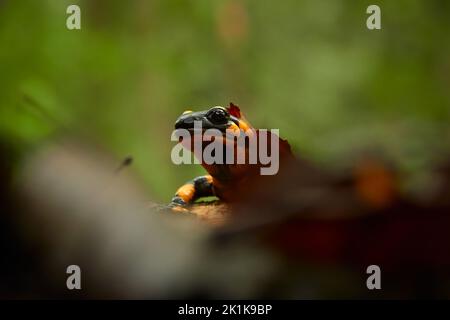 Una salamandra di fuoco (Salamandra salamandra) siede su legno marcio Foto Stock