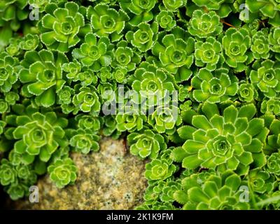 Stonecrop in giardino all'aperto, piante ornamentali da giardino. Sedum prominente (Sedum spectabile). Immagine ravvicinata, messa a fuoco selettiva. Foto Stock