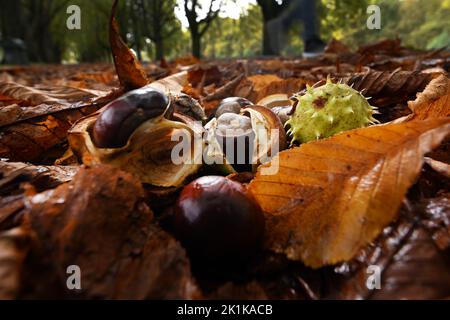 Colonia, Germania. 19th Set, 2022. Le castagne giacciono sul lato della strada in un parco. La settimana inizia nel Nord Reno-Westfalia mutevole - con prospettive di episodi piuttosto allegri poi il Mercoledì. Lunedì, soprattutto ad est, sono previste nuvole in parte pesanti, ha detto il servizio meteorologico tedesco. A ovest del Reno, piogge e brevi temporali isolati sono da aspettarsi. La giornata porterà un massimo di 14 a 18 gradi Credit: Federico Gambarini/dpa/Alamy Live News Foto Stock