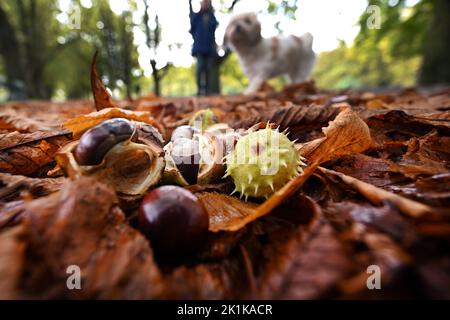 Colonia, Germania. 19th Set, 2022. Le castagne giacciono sul lato della strada in un parco. La settimana inizia nel Nord Reno-Westfalia mutevole - con prospettive di episodi piuttosto allegri poi il Mercoledì. Lunedì, soprattutto ad est, sono previste nuvole in parte pesanti, ha detto il servizio meteorologico tedesco. A ovest del Reno, piogge e brevi temporali isolati sono da aspettarsi. La giornata porterà un massimo di 14 a 18 gradi Credit: Federico Gambarini/dpa/Alamy Live News Foto Stock