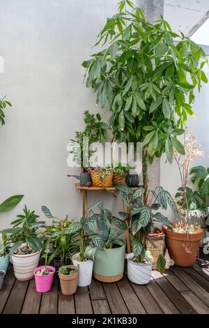 Diverse piante decorative di vario tipo con molti vasi diversi, pachira aquatica, schefflera, palme, pavimenti in legno in una soffitta Foto Stock