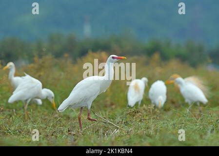 Sei garette bianche in cerca di cibo in un risone campo, Indonesia Foto Stock