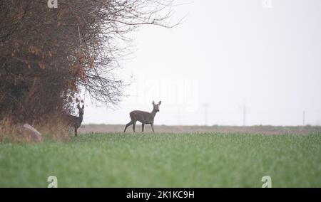 Capriolo in un campo con grano giovane. Gioca in un giorno di primavera piovoso su erba verde. Foto Stock