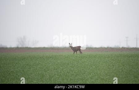 Capriolo in un campo con grano giovane. Gioca in un giorno di primavera piovoso su erba verde. Foto Stock