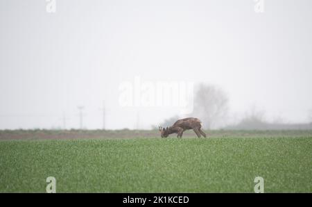 Capriolo in un campo con grano giovane. Gioca in un giorno di primavera piovoso su erba verde. Foto Stock