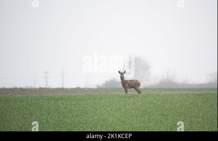 Capriolo in un campo con grano giovane. Gioca in un giorno di primavera piovoso su erba verde. Foto Stock