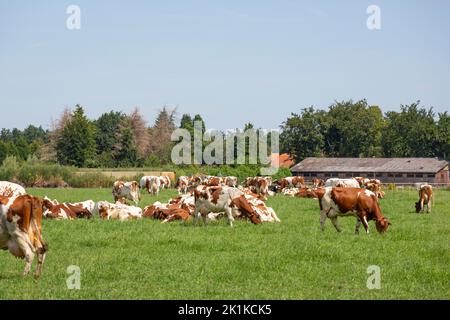 Mucche che pascolano in un prato vicino a Leende nei Paesi Bassi Foto Stock