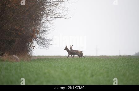 Capriolo in un campo con grano giovane. Gioca in un giorno di primavera piovoso su erba verde. Foto Stock